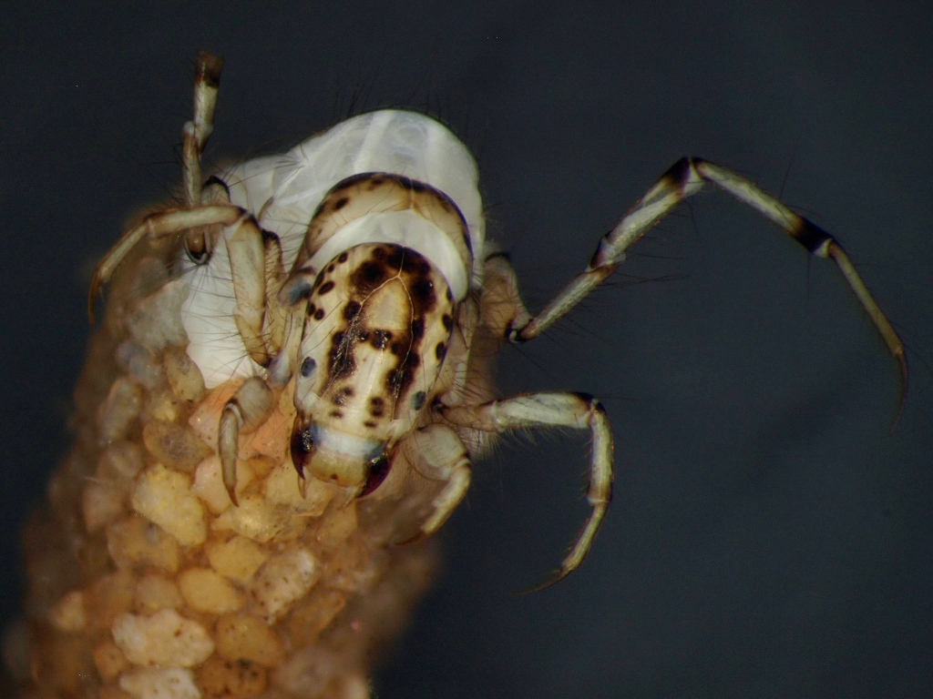 Athripsodes aterrimus